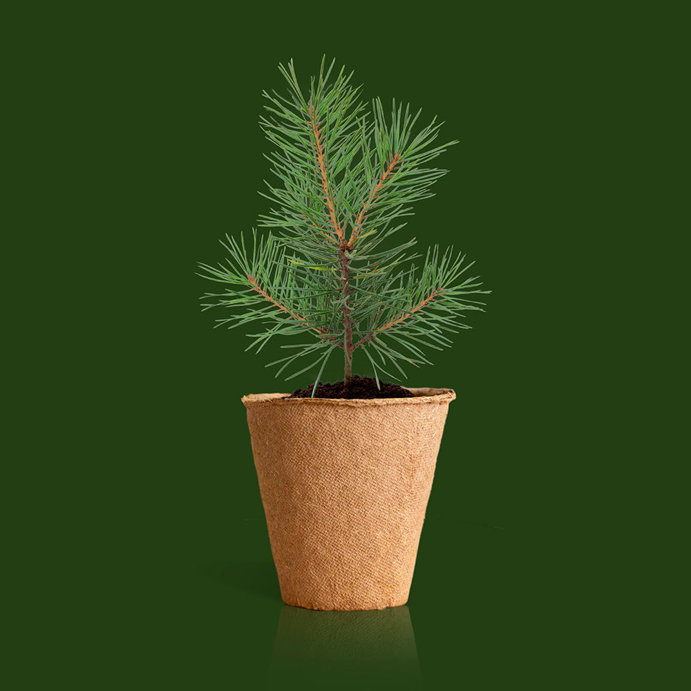 Christmas Tree Growing Kit