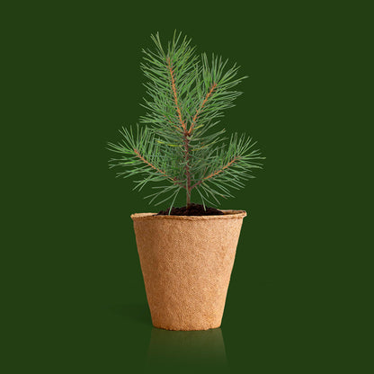 Christmas Tree Growing Kit