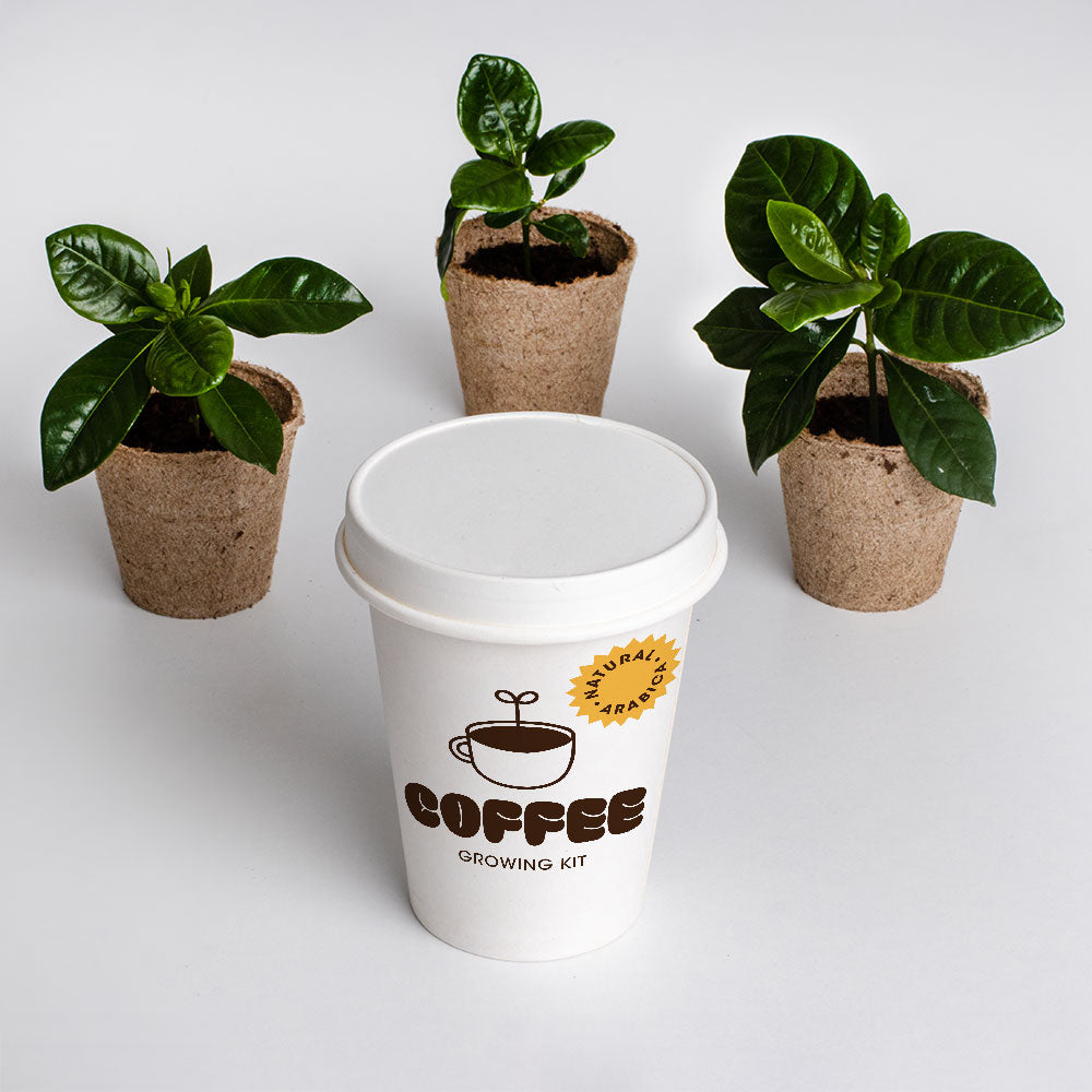 Kit de Cultivo de Café