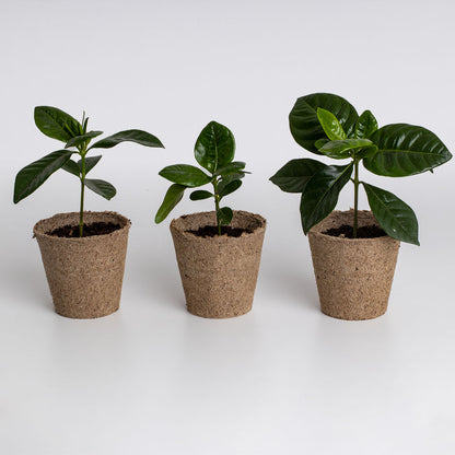 Kit de Cultivo de Café